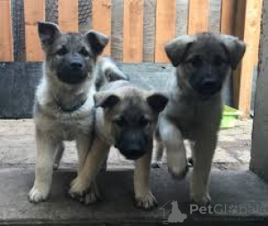 Photo №2 de l'annonce № 169378 de la vente vallhund suédois - acheter à La finlande annonce privée, éleveur