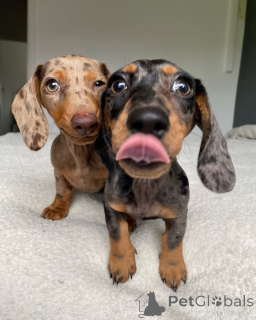 Photo №1. teckel - à vendre en ville de Dramscell | 350€ | Annonce №147582