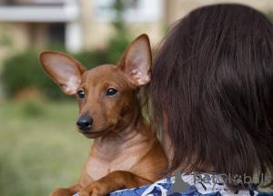 Photos supplémentaires: Chiot pinscher nain rouge foncé 3 mois.