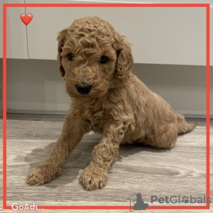 Photo №1. labradoodle - à vendre en ville de Munich | 350€ | Annonce №107498