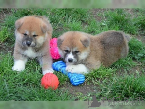 Photo №1. shiba - à vendre en ville de Würzburg | 500€ | Annonce №130342