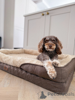 Photo №1. labradoodle - à vendre en ville de Larochett | 581€ | Annonce №156414