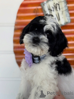 Photo №2 de l'annonce № 156280 de la vente labradoodle - acheter à Irlande annonce privée