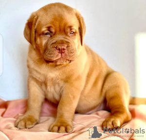 Photo №1. dogue de bordeaux - à vendre en ville de Гамбург | négocié | Annonce №124984