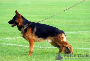 Photo №2 de l'annonce № 13729 de la vente berger allemand - acheter à Ukraine éleveur