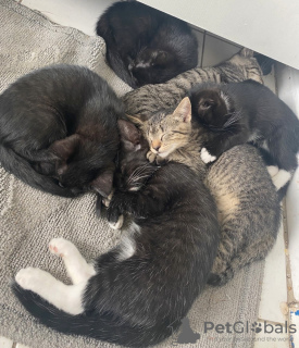 Photo №2 de l'annonce № 54206 de la vente  - acheter à Allemagne annonce privée