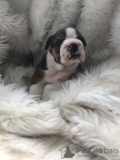 Photos supplémentaires: Champion Bloodline English Bulldog disponible dès maintenant pour adoption