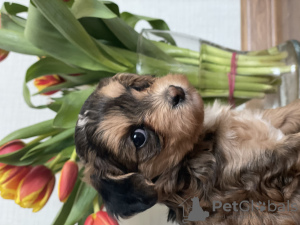 Photos supplémentaires: Chiots d'un chien chinois à crête