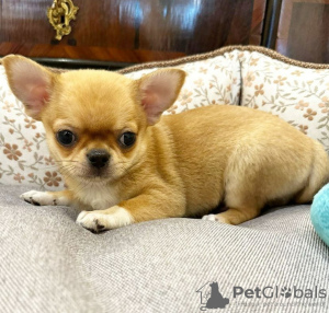 Photo №1. chihuahua - à vendre en ville de Pärnu | négocié | Annonce №127739