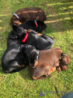 Photo №4. Je vais vendre dobermann en ville de Fristad. annonce privée, éleveur - prix - 860€
