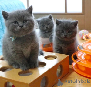 Photo №1. british shorthair - à vendre en ville de Vienne | 200€ | Annonce № 160979