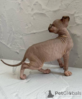 Photo №1. sphynx - à vendre en ville de Berlin | négocié | Annonce № 139114