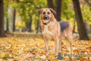 Photos supplémentaires: Gerda, une chienne très intelligente et reconnaissante, cherche une famille !