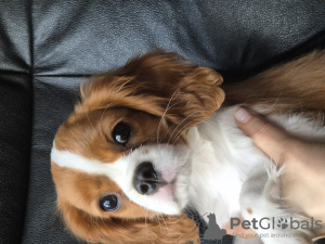 Photo №1. cavalier king charles spaniel - à vendre en ville de Stavanger | 1800€ | Annonce №102615