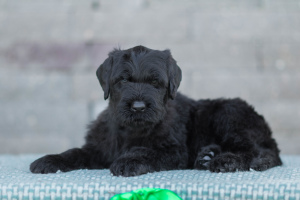 Photo №1. terrier noir russe - à vendre en ville de Gomel | négocié | Annonce №6478