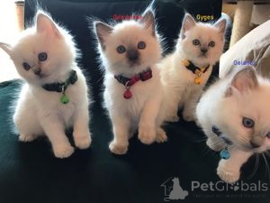 Photo №1. ragdoll - à vendre en ville de Aarbergen | 550€ | Annonce № 163702