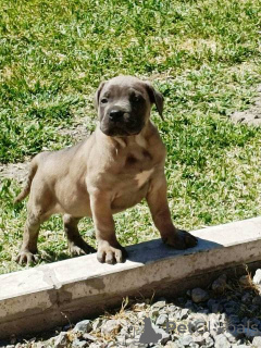 Photo №3. Chiots Cane Corso. Serbie