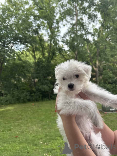 Photo №2 de l'annonce № 149845 de la vente maltipu - acheter à Allemagne annonce privée, éleveur