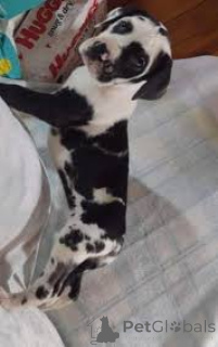 Photo №1. dogue allemand - à vendre en ville de Helsinki | 678€ | Annonce №164703