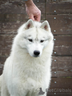 Photo №1. husky de sibérie - à vendre en ville de Ниш | négocié | Annonce №72754