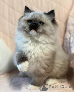 Photo №1. ragdoll - à vendre en ville de Bari | négocié | Annonce № 156413