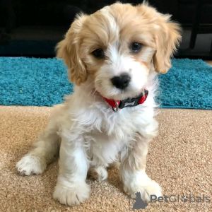 Photo №2 de l'annonce № 54780 de la vente chien chinois à crête - acheter à La finlande éleveur