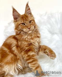 Photos supplémentaires: Maine coon