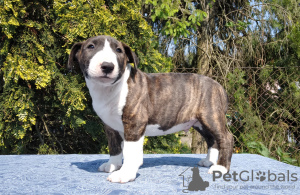 Photo №2 de l'annonce № 50291 de la vente bull terrier - acheter à Pologne annonce privée