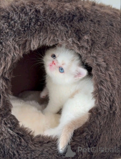 Photo №1. persan - à vendre en ville de Helsinki | 550€ | Annonce № 163741