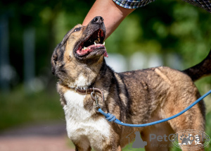 Photos supplémentaires: Bim, un jeune chien joyeux, cherche un foyer.