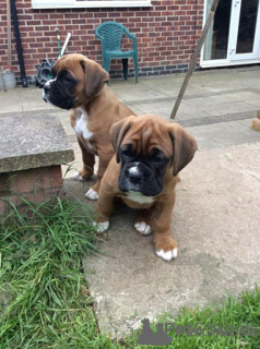 Photo №1. boxer - à vendre en ville de Bruxelles | négocié | Annonce №170800