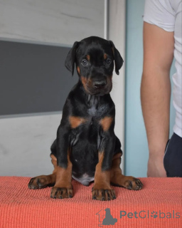 Photo №3. Urocze szczenięta dobermana do adopji. Pologne