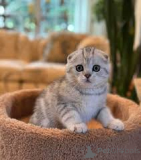 Photo №3. Les chatons Scottish Fold à acheter. Belgique