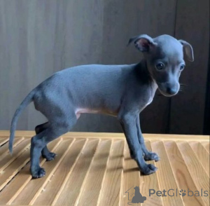 Photo №1. lévrier greyhound - à vendre en ville de Baierbrunn | 380€ | Annonce №158713