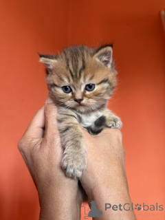 Photo №4. Je vais vendre british shorthair en ville de Belgrade.  - prix - négocié