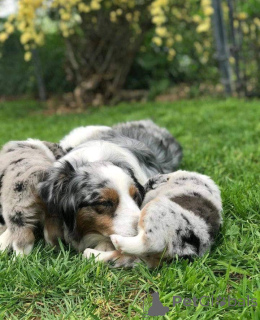 Photo №3. Chiots joueurs à vendre. République Tchèque