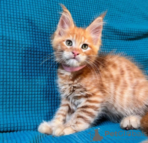 Photo №1. maine coon - à vendre en ville de Wil | 400€ | Annonce № 116196