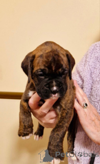 Photo №4. Je vais vendre chien bâtard en ville de Франкфурт-на-Майне.  - prix - 298€