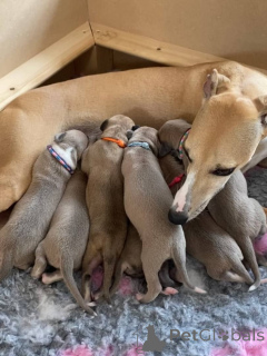 Photo №1. lévrier whippet - à vendre en ville de Gros virage | négocié | Annonce №158213