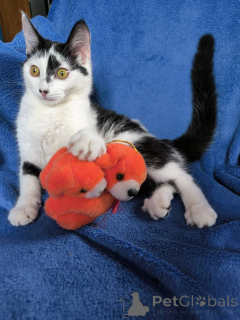 Photo №2 de l'annonce № 135297 de la vente  - acheter à Biélorussie annonce privée