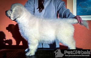 Photo №3. Chiots Golden Retriever. Monténégro