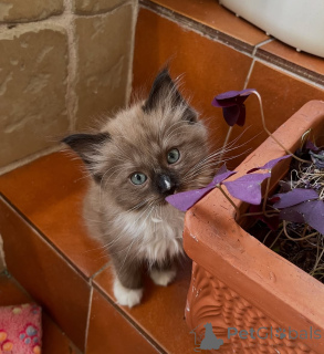 Photo №1. ragdoll - à vendre en ville de Plage de pouces | négocié | Annonce № 155557