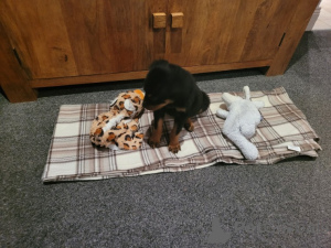Photo №2 de l'annonce № 172219 de la vente rottweiler - acheter à Italie annonce privée
