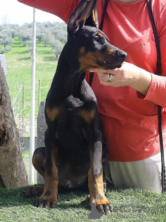 Photo №3. Chiots de l'excellente généalogie européenne Doberman. Italie