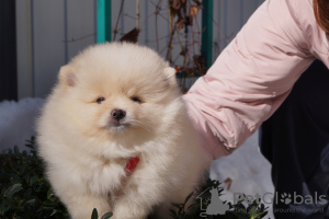 Photo №2 de l'annonce № 41067 de la vente spitz nain - acheter à Fédération de Russie éleveur