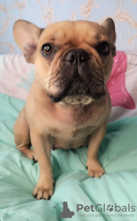 Photo №1. bouledogue - à vendre en ville de Chicago | 2959€ | Annonce №13297