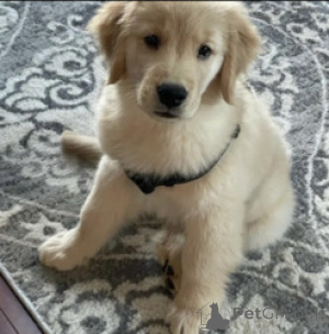 Photo №1. golden retriever - à vendre en ville de Anvers | Gratuit | Annonce №165258