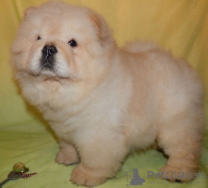 Photo №1. chow-chow - à vendre en ville de Budapest | négocié | Annonce №56811