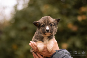 Photo №4. Je vais vendre chien bâtard en ville de Москва. annonce privée - prix - Gratuit