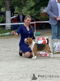 Photo №3. Tricot de bigl en Fédération de Russie. Annonce № 133040